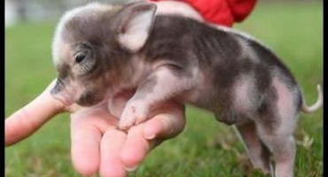 Popis plemen dekorativních miniprasat, jak dlouho žijí a podmínky zadržení